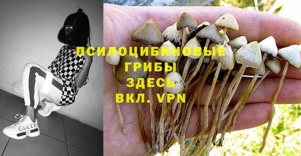прущие грибы Абдулино